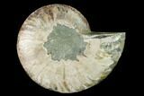 Agatized Ammonite Fossil (Half) - Madagascar #139676-1